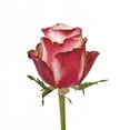 thumbnail image 5 of Bicolor Roses - 100 Stems of Assorted Farm Direct Fresh Cut Flowers, 5 of 10