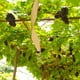 thumbnail image 4 of Tiras para moscas, trampa adhesiva fuerte para moscas de la fruta, para casa, cocina (amarillo), 4 of 9