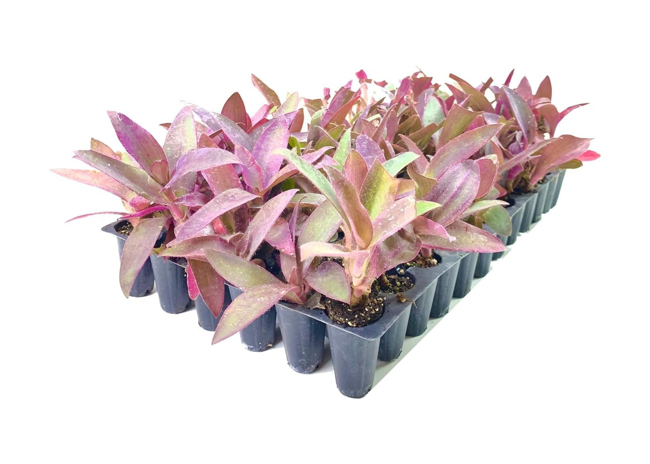 Purple Queen Tradescantia Setcresea I 3 Live Plants I Spiderwort  Lush Magenta Foliage for Striking Garden Contrast, Ideal for Ground Cover, Borders, & Containers