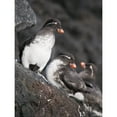 thumbnail image 2 of Group Of Parakeet Auklets, St. Paul Island, Southwest Alaska, Summer Poster Print (12 x 17), 2 of 4