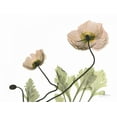 thumbnail image 2 of Koetsier, Albert 32x25 Gold Ornate Wood Framed with Double Matting Museum Art Print Titled - Amandas Iceland Poppies, 2 of 4