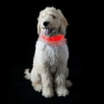 thumbnail image 6 of FurHaven Pet Dog Collar | Safety LED Light-Up Dog Collar, Blue, Small, 6 of 8
