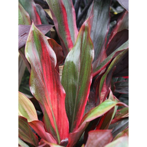 RedCrocus Cordyline Fruticosa Picasso Red - Vibrant Indoor & Outdoor Ti Plant, Easy Care, Pet Toxic  10" Pot