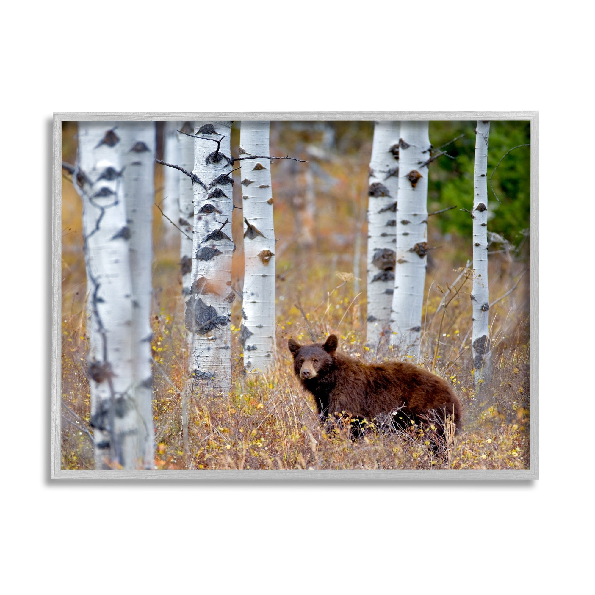 Stupell Industries Bear Cub Birch Tree Thicket Animals & Insects Photography Gray Framed Art Print Wall Art