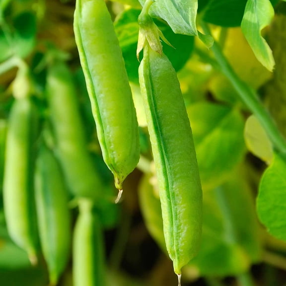 Mountain Valley Seed Company Sugar Snap Pea Seeds, High Germination Rate