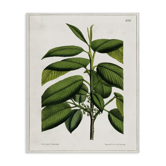 Stupell Industries Scientific Woodland Plant Plants & Flowers Painting Wrapped Canvas Art Print Wall Art, 16 x 20