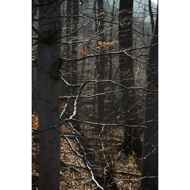 Forest Beech Branches Beech Wood Aesthetic Trees Inch By 30 Inch Laminated Poster With Bright Colors And Vivid Imagery Fits Perfectly In Many Attractive Frames Walmart Com Walmart Com