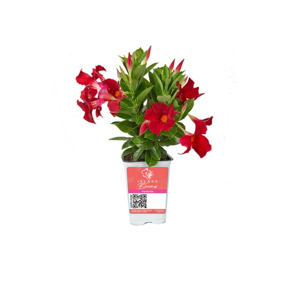 Island Blooms Live Outdoor Red Mandevilla in 1.5 Pint Pot – 14 inch Tall, Full Sun