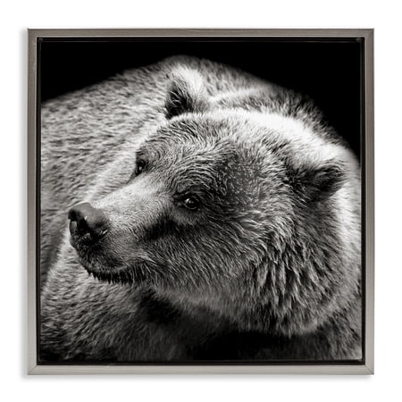 Stupell Industries Bear Looking Left Animals & Insects Photography Gray Floater Framed Canvas Art Print Wall Art 25 x 25