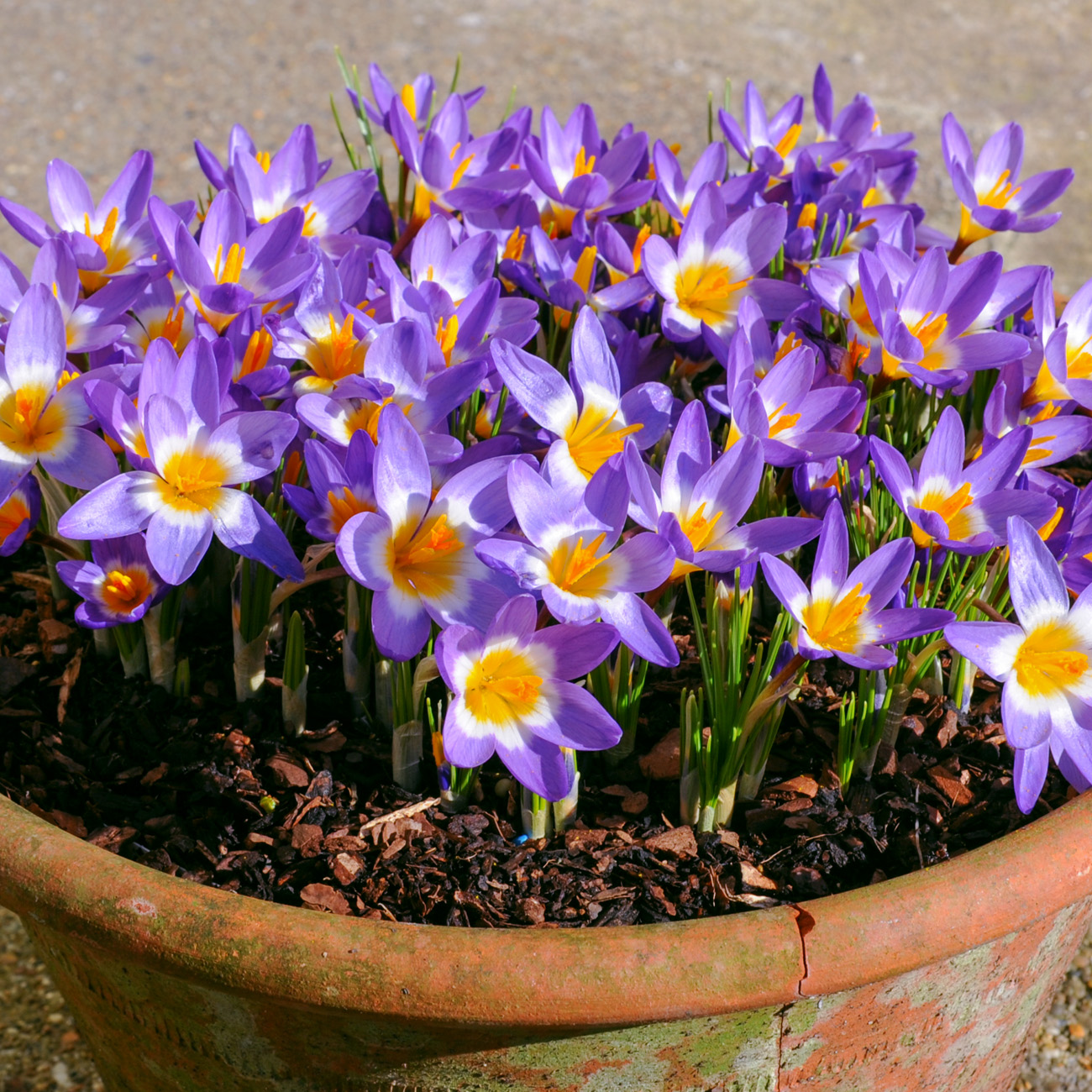 Van Zyverden Crocus sieberi Tricolor (Set of 10 Dormant Bulbs) Full Sun, Multicolor, Annual