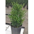 thumbnail image 3 of Expert Gardener 2.25 gal Boxwood Green Gem Live Shrubs, 3 of 8