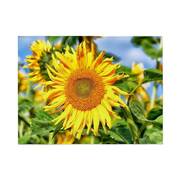 CafePress - Sunflower - Large Plush Fleece Throw Blanket, 80" L x 60" W