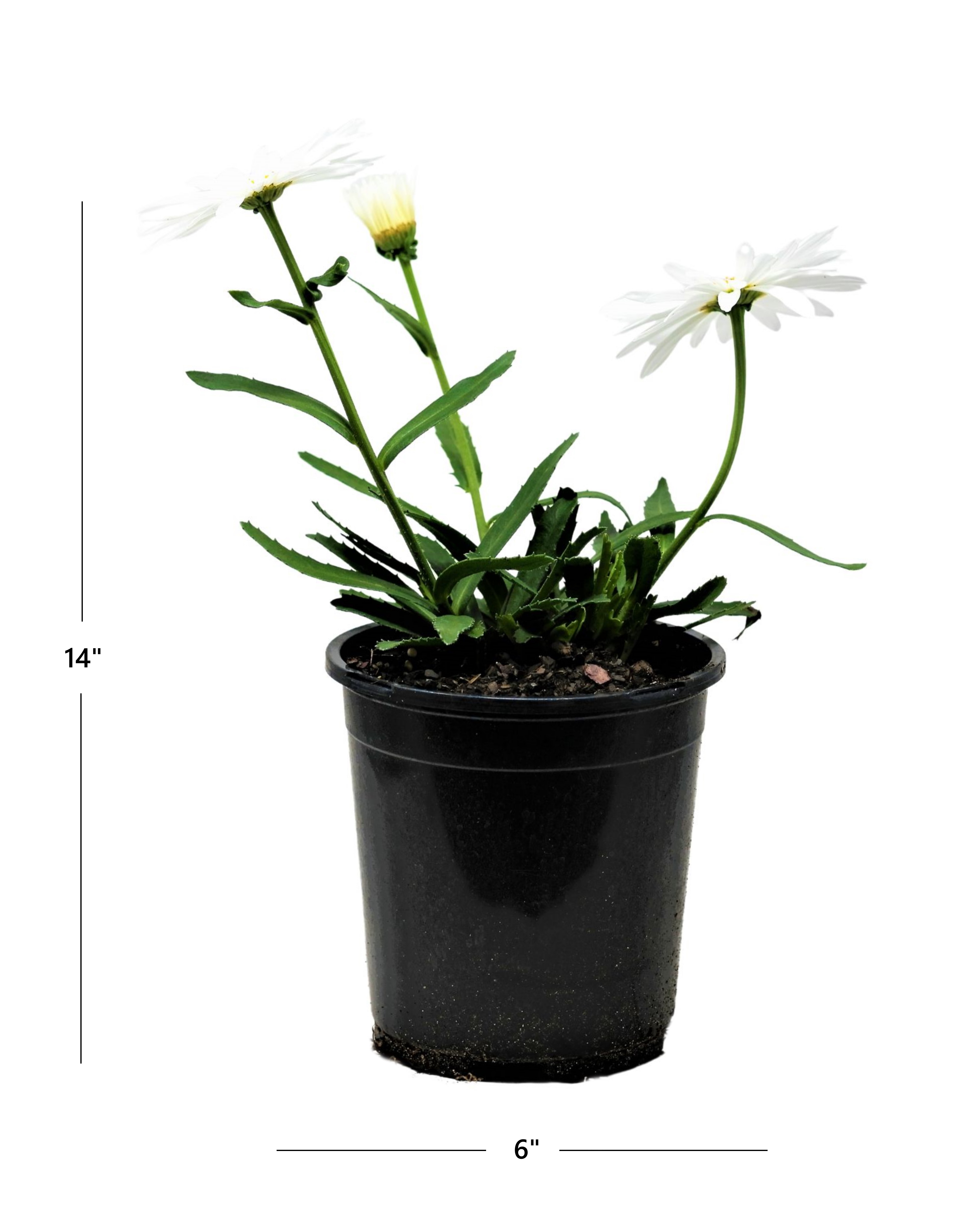 Expert Gardener Outdoor Live Plant Leucanthemum Shasta Daisy White 2.5QT, Full Sun