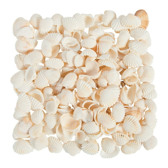 Natural Clamrose Sea Shells, Craft Supplies, Feathers And Shells, Bulk Craft Accessories, 1 Piece, Natural