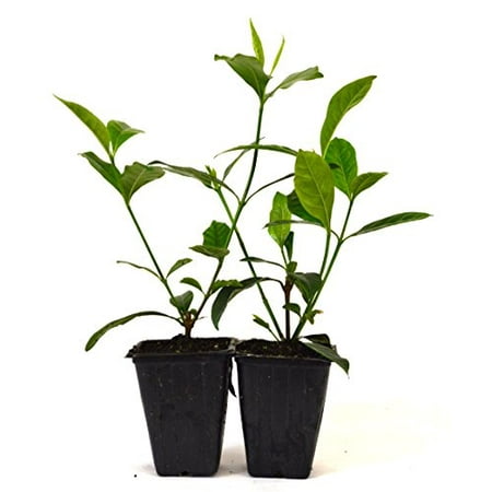 Works Gardenia - 9GreenBox - Gardenia Jasminoides 'Veitchii' - Fragrant - 2 pack