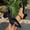 #17Black, variant on Womens Pointed Toe Pumps Shoes Ankle Strap Chunky Low Heels Metal Lined Sandals