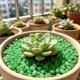thumbnail image 5 of Piedras Luminosas para Decoración de Jardín y Acuario, Guijarros que Brillan en la Oscuridad, Resina Natural, Uso Interior y Exterior, 150 Piezas, 5 of 8