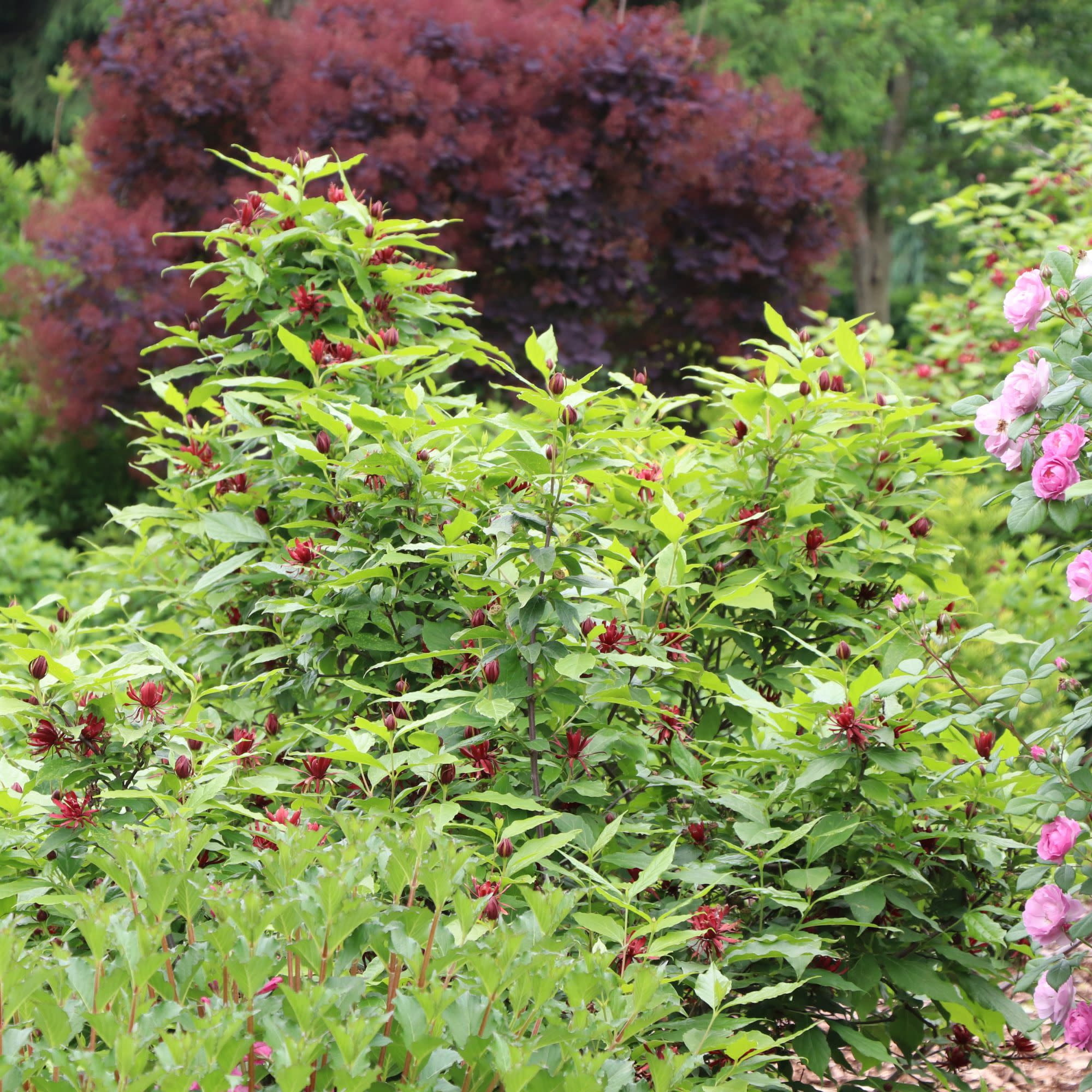 Proven Winners ColorChoice 5" Red Simply Scentsational Sweetshrub Live Plant in 4.5" Pot (4 Count)