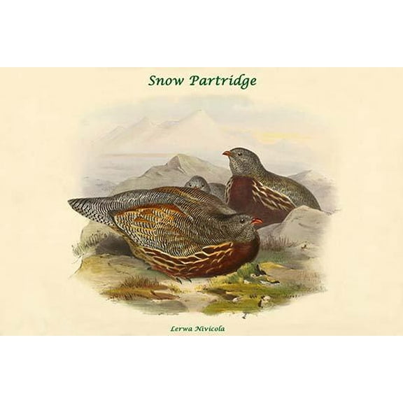 Lerwa Nivicola - Snow Partridge-Fine Art Canvas Print (20" x 30")