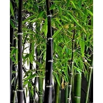CZ Grain 300  Rare Black Bamboo Seeds for Planting, Exotic, Fast Growing