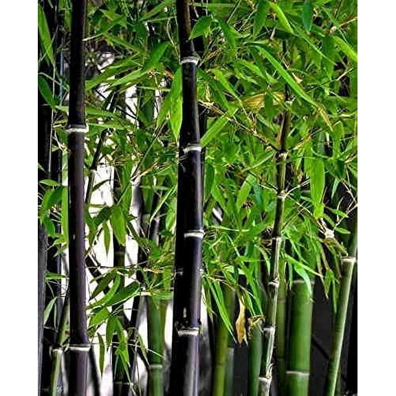 CZ Grain 300  Rare Black Bamboo Seeds for Planting, Exotic, Fast Growing