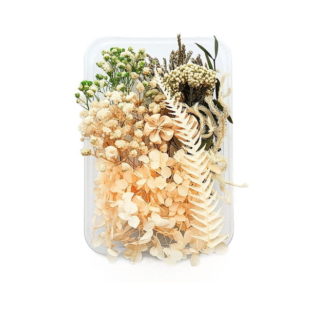 Advancent Plantas de flores secas Fabricación en seco para la caja del teléfono móvil Artesanías de velas Adornos de boda hechos a mano Joyería Artesanía tipo 2 Advancent HA084403-02