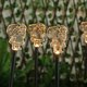 thumbnail image 5 of Luces solares de estaca para patio, luces navideñas para paisaje, 5 LED para camino, césped y Patio, 5 of 9