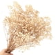 thumbnail image 1 of 1 ramo de flores secas de Gypsophila., 1 of 6
