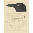 thumbnail image 2 of Wild Apple Portfolio 15x18 Gold Ornate Wood Framed with Double Matting Museum Art Print Titled - Bird Prints II, 2 of 4