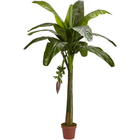 Banana Silk Tree