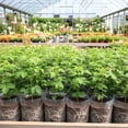 thumbnail image 4 of 2 Raspberry Plants Live For Planting, Raspberry Bush Live Plants, Size 5-8 Inch Tall, Sweet Raspberry Trees, Well-Rooted (Red Raspberry), 4 of 6