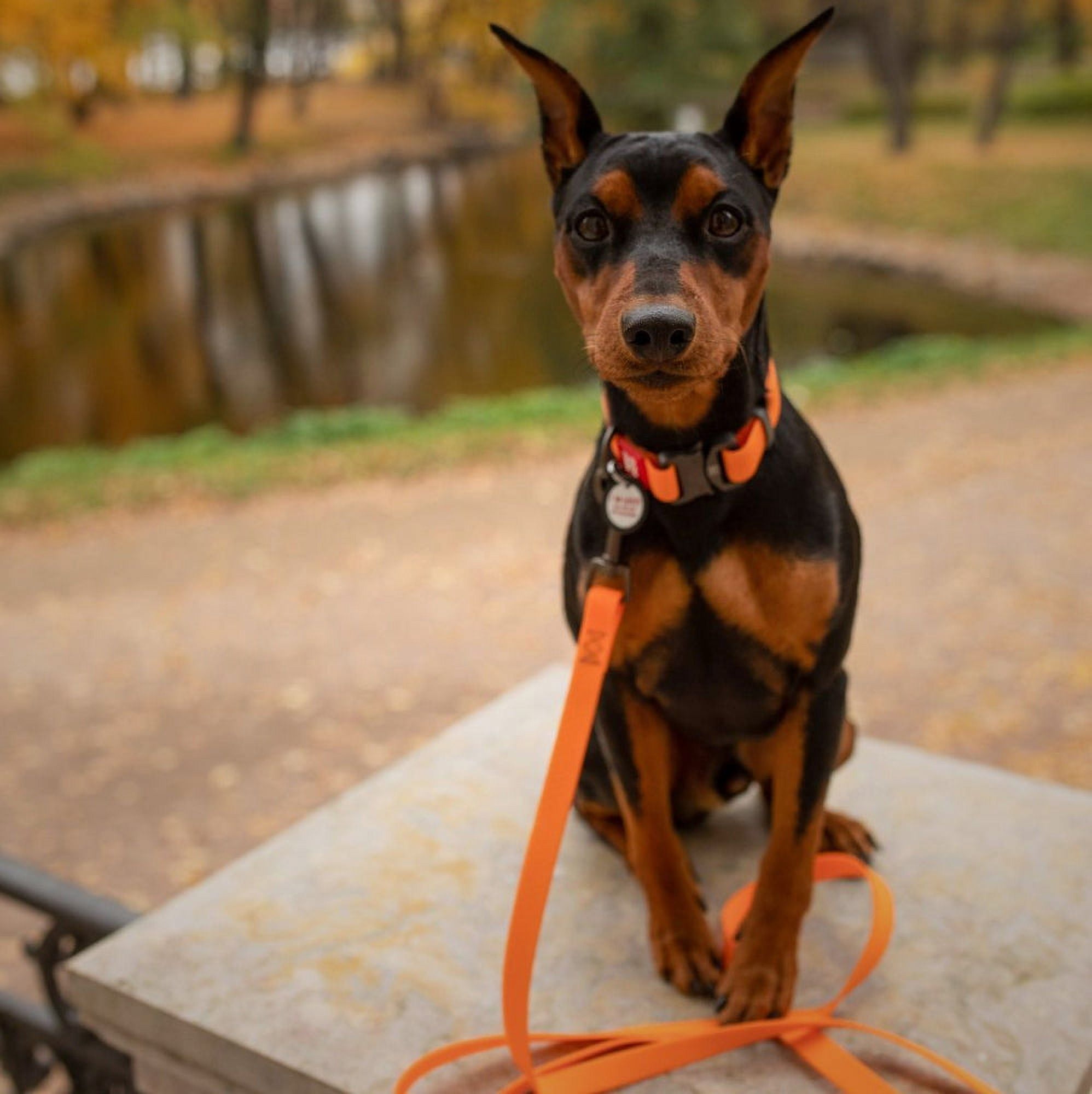 Ultra-Modern Waterproof Dog Leash | Anti-Slip Dog Leash for Large, Small and Medium Dogs | Strong and Durable Leash with Water & Dirt-Resistant | Great for Hiking, Training and Swimming - Orange