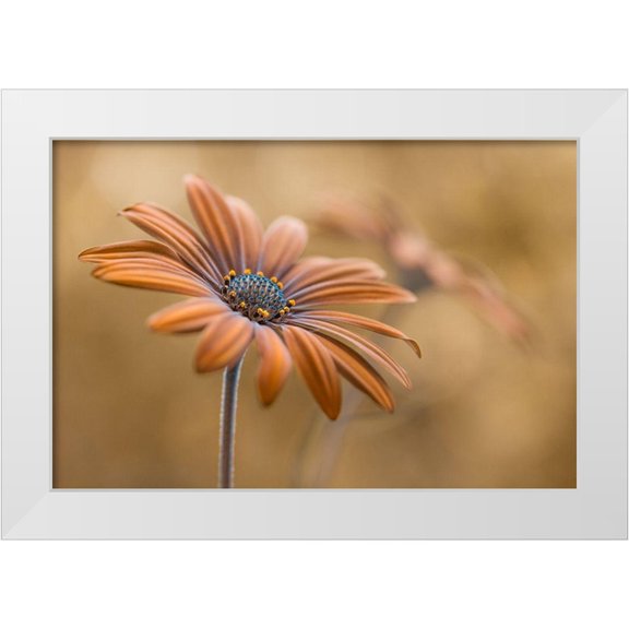Disher, Mandy 24x17 White Modern Wood Framed Museum Art Print Titled - Summer Glow