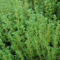 thumbnail image 2 of Set of 2 English Thyme Live Herb Plants, 3-6 Inch Tall, Thyme Plant, Fragrant Plants for Outdoor Garden and Indoor Container Growing, No Pot Included, 2 of 5