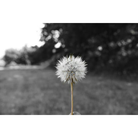 LAMINATED POSTER Solid Plain Grass Prato Flower Trees Dandelion Poster Print 24 x (Best Thing To Kill Dandelions In Grass)
