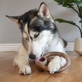 thumbnail image 4 of Lumabone Bacon-Flavored Ring Dog Chew Toy, Medium, 4 of 4