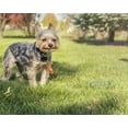 thumbnail image 2 of Mini Intelli-Stayk Dog-Tie Out Stake for Dogs up to 20 Pounds by IntelliLeash, 2 of 2