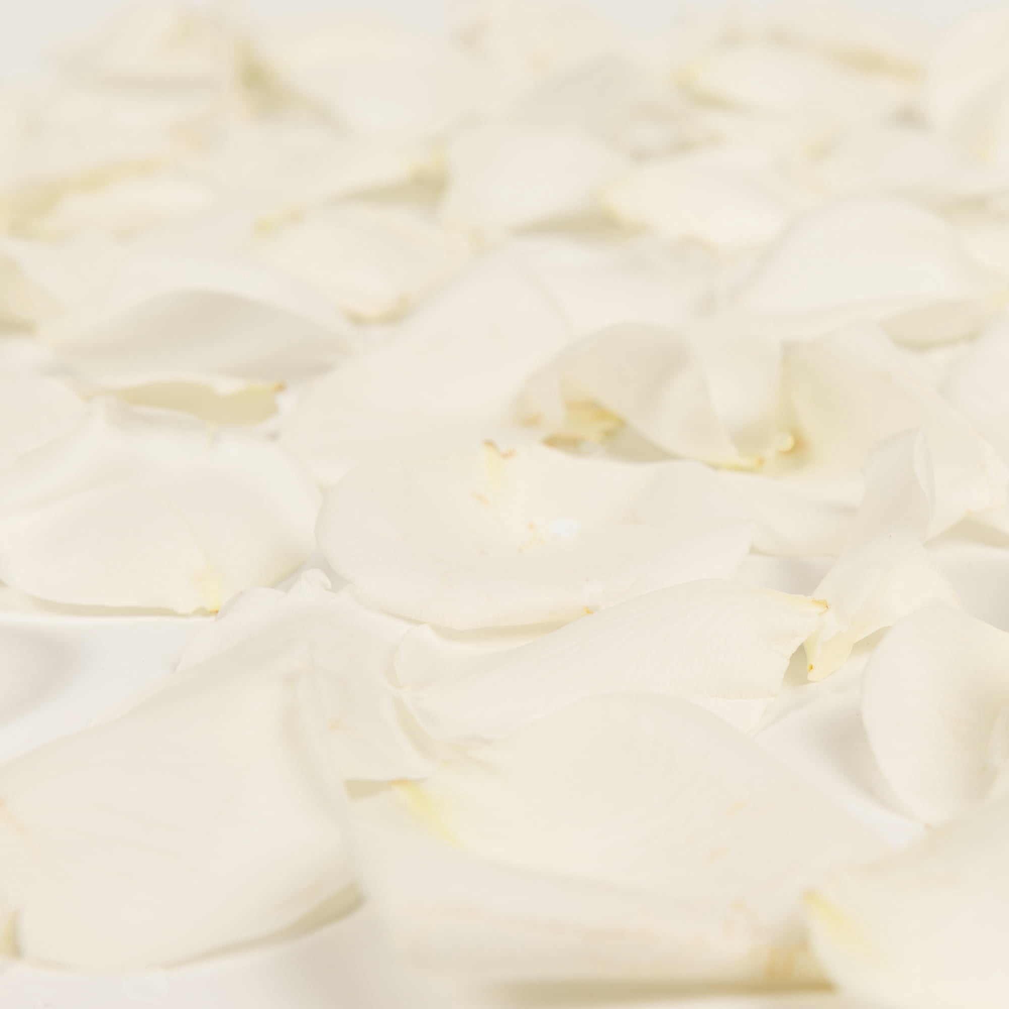 Rose Petals 5 Bags of White Farm Direct Fresh Cut Flowers Petals by Bloomingmore