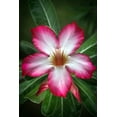 thumbnail image 2 of Arabic Desert Rose - Adenium - 6" Pot - Easy House Plant, 2 of 3
