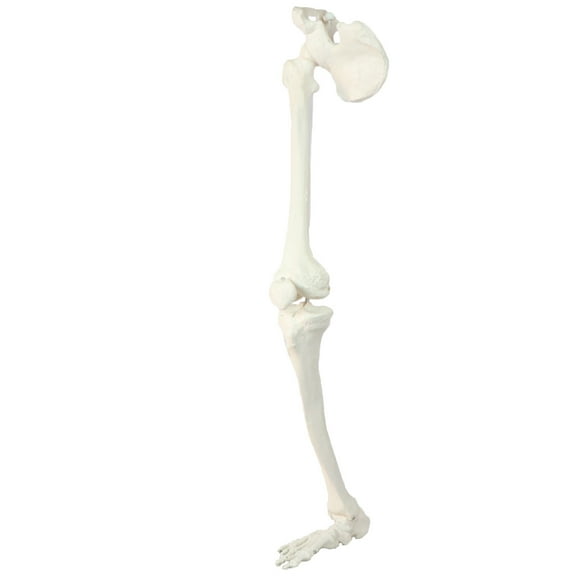 Wellden Anatomical Human Lower Limb Skeleton Model Models & Educational Material WD181