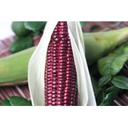 35 Seeds BLOODY BUTCHER Red CORN Edible & Ornamental Heirloom Zea Mays Vegetable Seeds