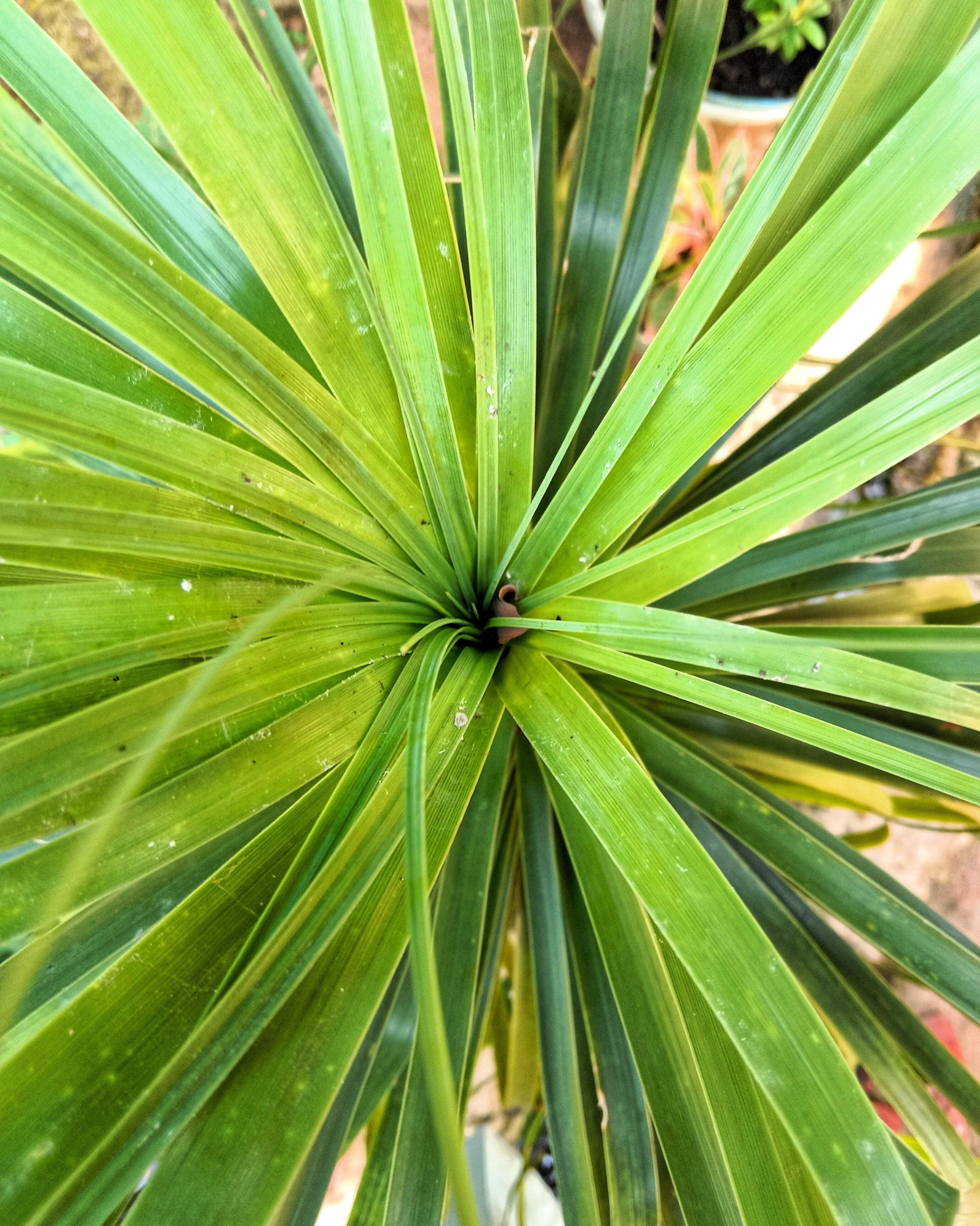 25 BLUE DRACAENA ( Spikes / Broad Leaved Cabbage Tree / Mountain
