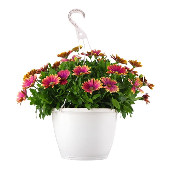 Expert Gardener 15" Multicolor Osteospermum Live Plants in 7" Hanging Basket Full Sun