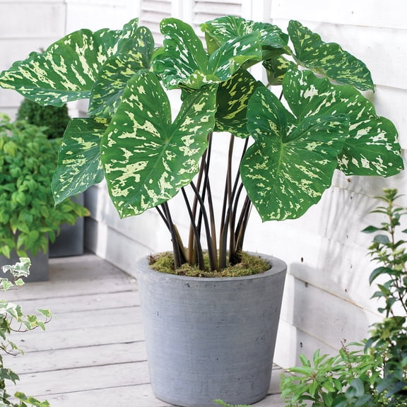 Van Zyverden Elephant Ears Hilo Beauty Set of 1 Bulb Green Partial Sun Perennial Easy to Grow 1 lb