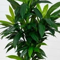 thumbnail image 3 of Nearly Natural 7ft. Artificial Dracaena Tree with Real Touch Leaves, 3 of 5