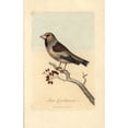 thumbnail image 2 of Haw-Grosbeak, Hawfinch, Loxia Coccothraustesa Poster Print By ® Florilegius Mary Evans (24 X 36), 2 of 4