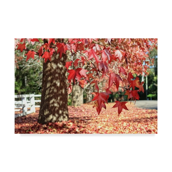 Trademark Fine Art 'Red Autumn Leaves' Canvas Art by Beata Czyzowska Young