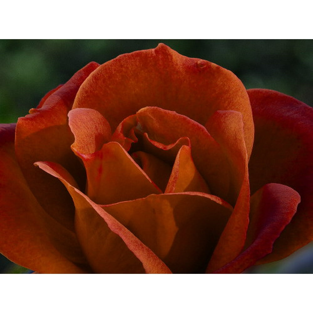 Hot Cocoa Rose Chocolate Blooms, Sweet Fragrance 4" Pot
