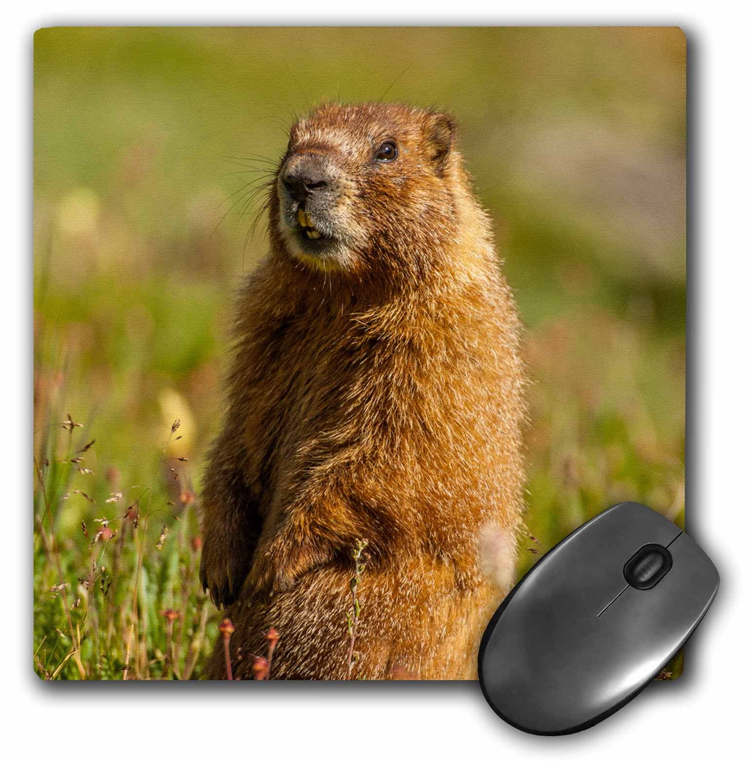 3dRose USA, Colorado, San Juan Mountains. Closeup of yellowbellied