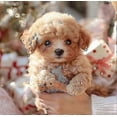 thumbnail image 3 of 2025 New Robot Dog for Adults, AI Robotic Dog, Nicoo - My Realistic Robot Puppy That Acts Like a Real Puppy - Walking, Barking, Tail Wagging 26s, 3 of 5